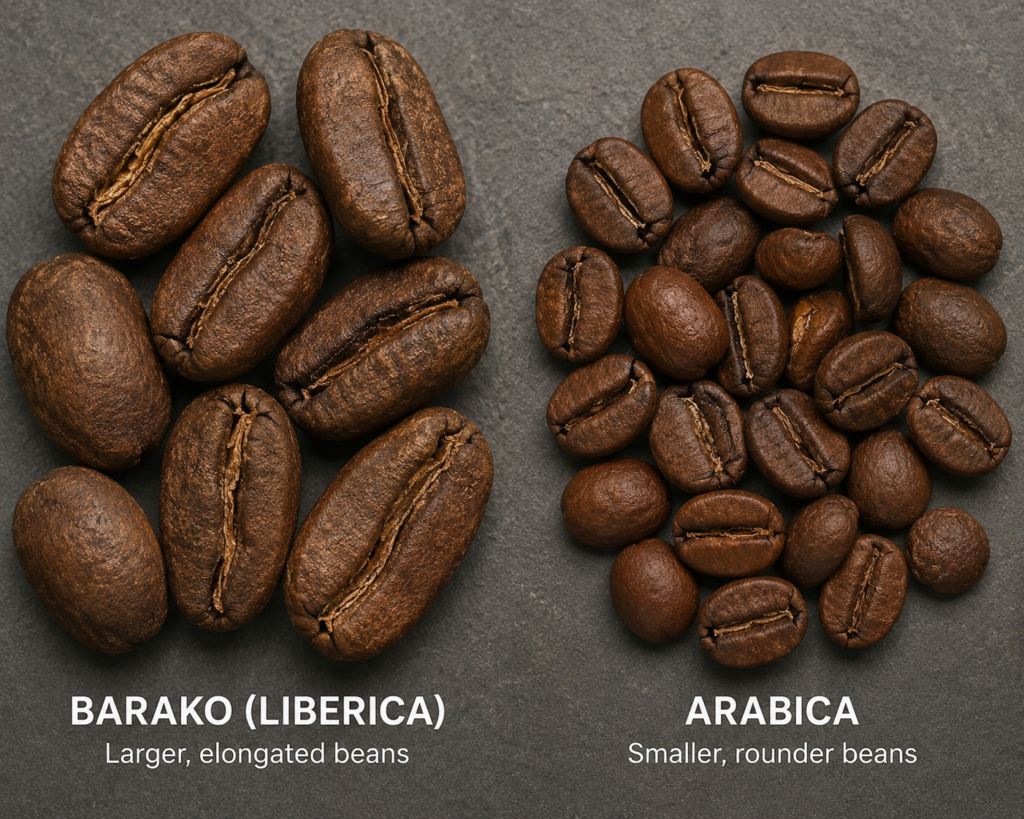 Whole barako Liberica coffee beans compared to Arabica - Batangas coffee distinctive bean. 